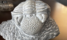 LARGE Trilobite Phacops - 10cm