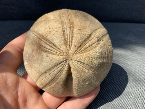 Fossil sea urchin clypeus - urchin,