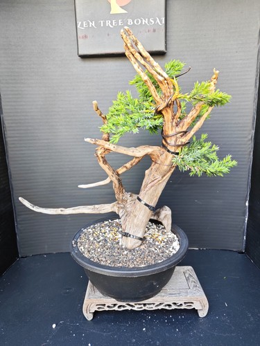 Tanuki needle juniper bonsai - tanuki,