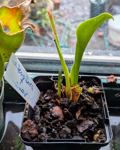 Heliamphora minor heterodoxa - heliamphora, x