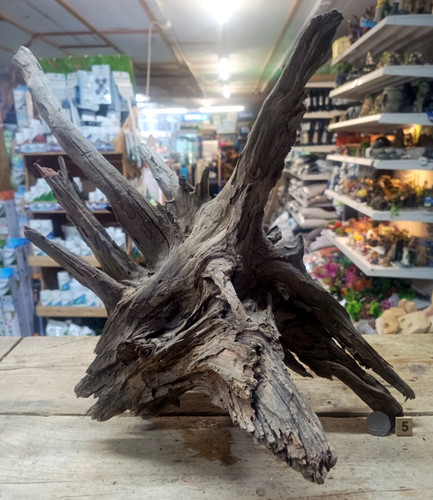Large corbo root - large,