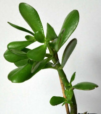 Crassula ovata jade - crassula, (jade