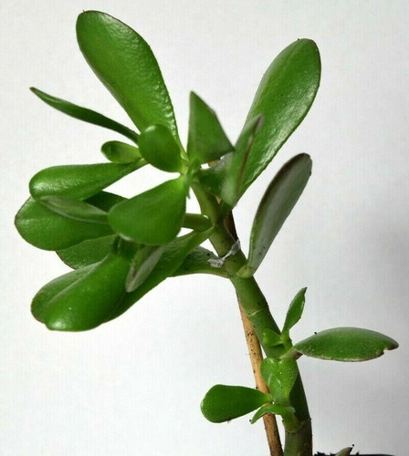Crassula ovata jade - crassula,