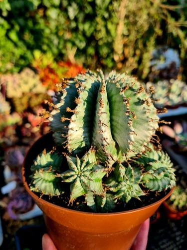 Euphorbia horrida alba - horrida,