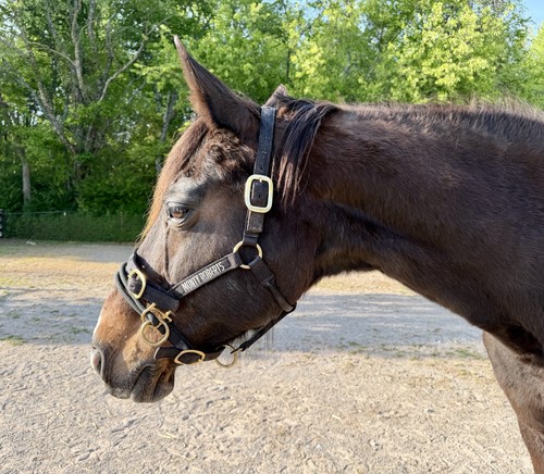 Monty roberts black medium - monty,