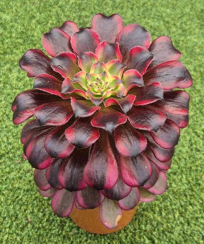 Aeonium snow angel - aeonium, angel'