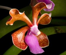 Vanda Limbata. Fragrant. 