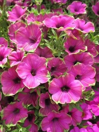 Trailing hanging basket - hanging,