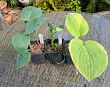3 x HOSTA COLLECTION - 9cm pot