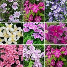 3X CLEMATIS CLIMBING PLUG PLANTS FAST GROWING FLOWERING VINES MIXED FLOWERS
