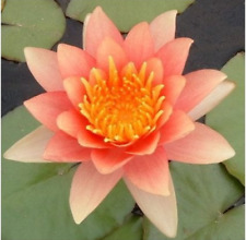Nymphaea "Comanche" Dwarf