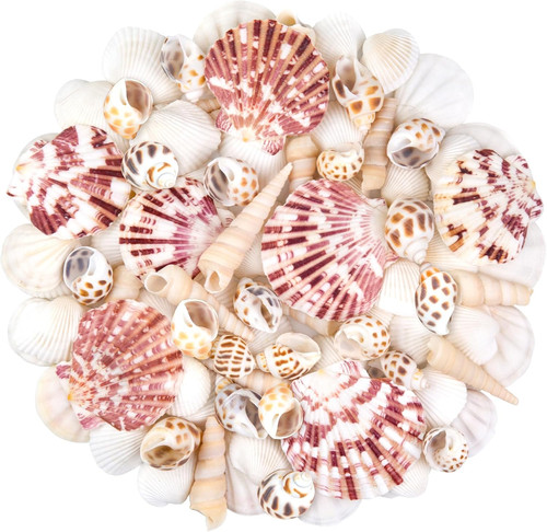 Natural sea shell - natural,