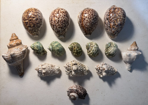 Fifteen beautiful sea shells