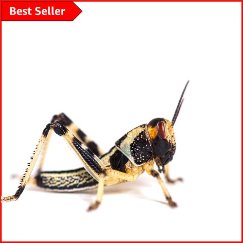 Gluten free medium - medium, locusts