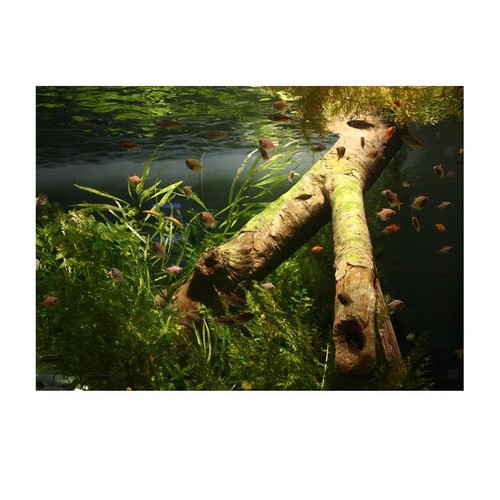 Fresh sea background aquarium - background,