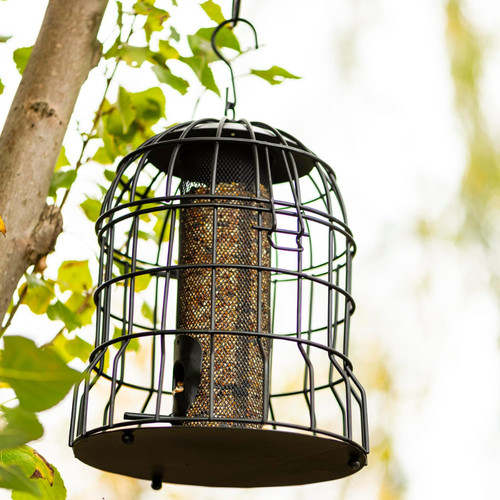 Premium squirrel proof - squirrel, peanut