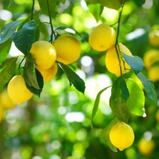 1x “Meyer Lemon” Tree