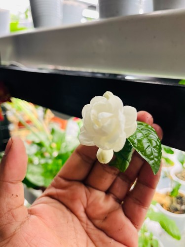 Mogra arabian jasmine - jasmine,, sambac