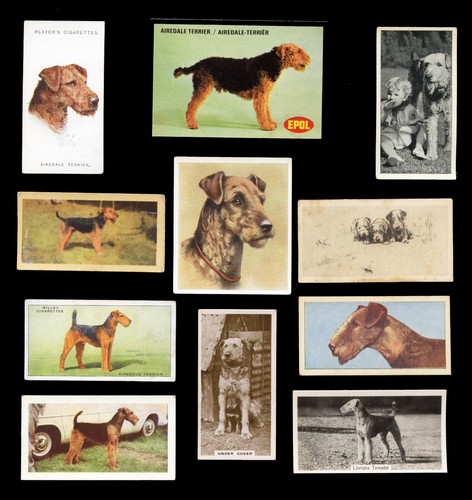 Airedale terrier dog cigarette - dog,