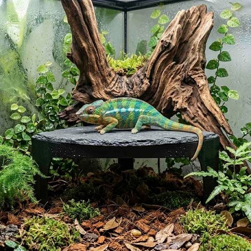 Terrarium corner shelter 15cm - terrarium,