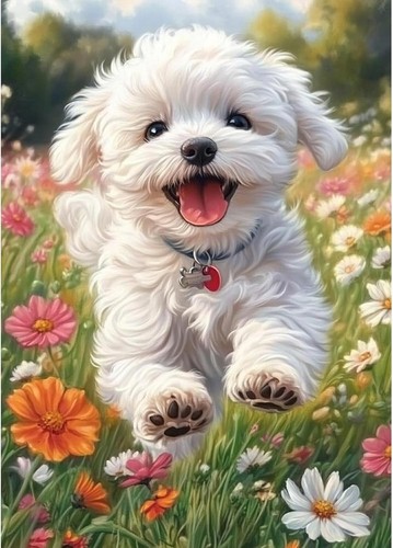 Beautiful white bichon frise - beautiful,