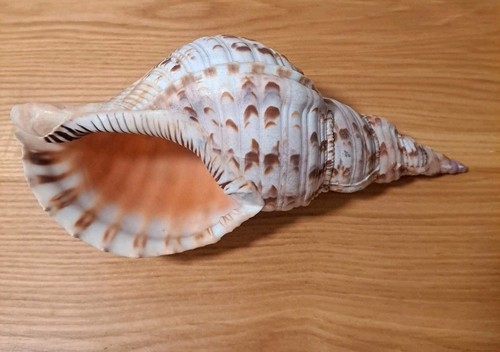 Charonia tritonis tritons - tritonis,