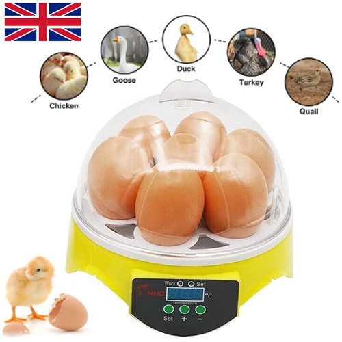 Eggs incubator hatching - 7,