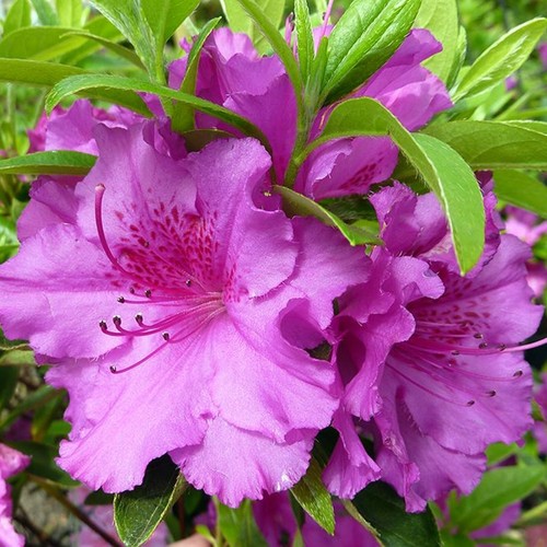 Azalea purple splendor - 2,