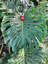 Monstera deliciosa 2 large