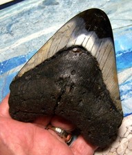 MEGALODON SHARK TOOTH 4 5/8" SHARK TEETH GIANT JAW FOSSIL STUNNING COLOR ~REAL