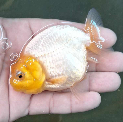 Live fancy premium goldfish - live,