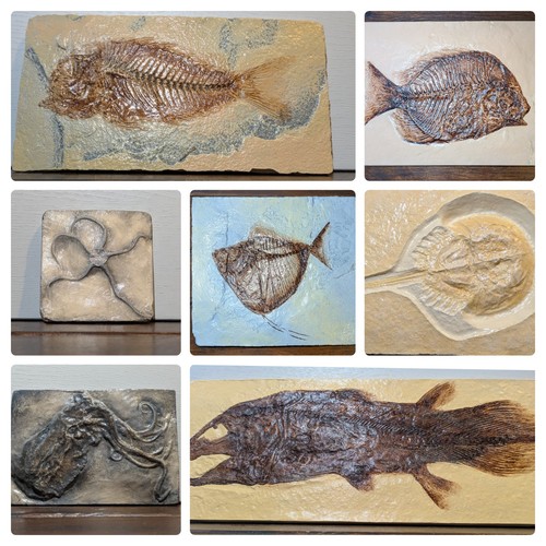 Sea creature fossil - sea, |