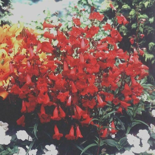 Penstemon firebird 5cm - x, 5