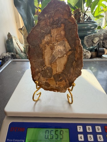 Large polished fossilised wood - polished,