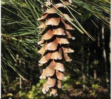 Sugar Pine Cones X12 Christmas