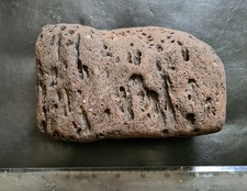 Huge Wealden Silicified