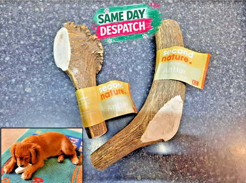 Second nature antler - second, puppy/dog