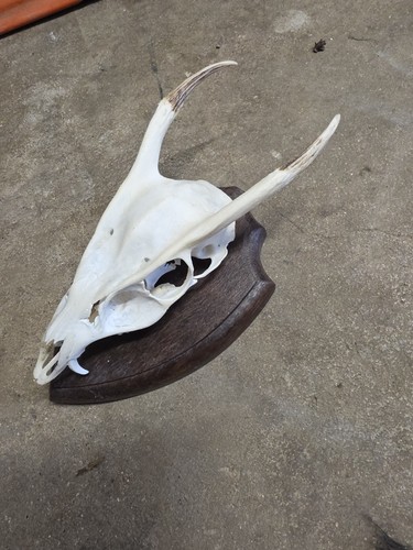 Muntjac antlers wooden - muntjac, on