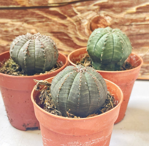 5cm euphorbia obesa - euphorbia,
