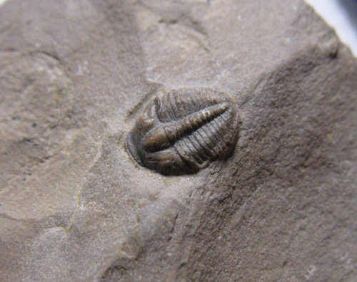 Cambrian elrathia kingi - cambrian,