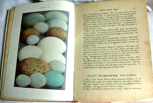 British birds eggs lydon - f,