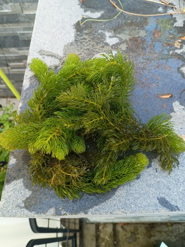 Hornwort ceratophyllum - hornwort,