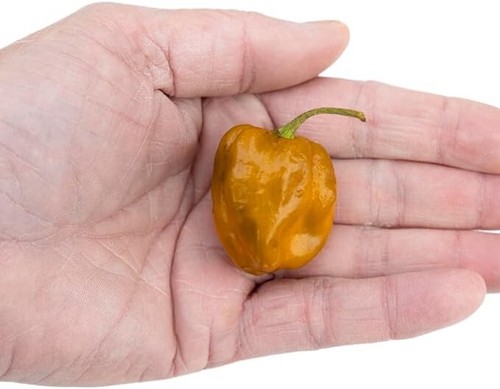 Chilli seeds caramel trinidad - chilli,