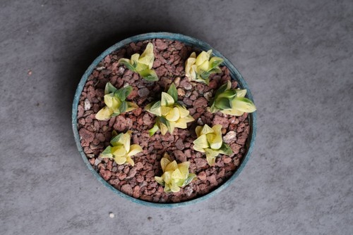 Rare variegated haworthia - rare,