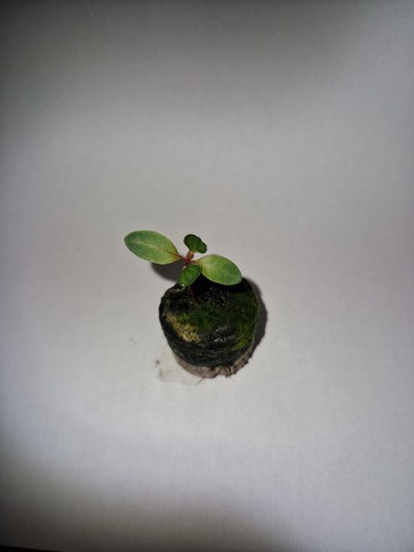 Eucalyptus lemon flowered gum - eucalyptus,