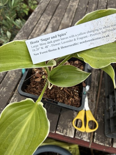 Hosta will post bare rooted - will,