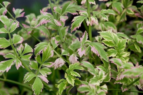 Oenanthe javanica pink - javanica, 'pink