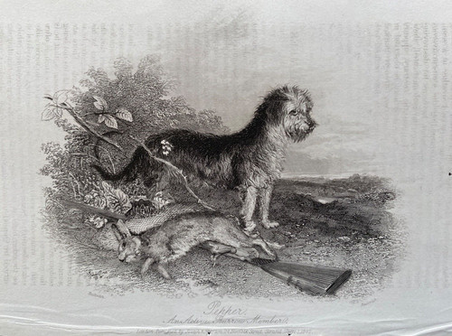 1842 antique print terrier - 1842,