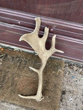 Beautiful Fallow Deer Fallow