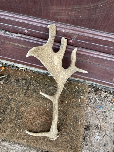 Beautiful fallow deer - beautiful,